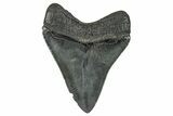 Serrated, Fossil Megalodon Tooth - South Carolina #236314-1